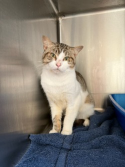 cat adoption