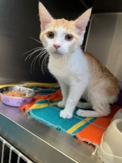 cat adoption