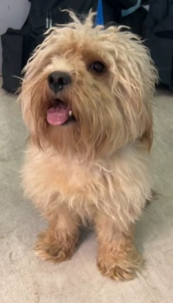 lost dog