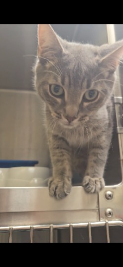 stray cat