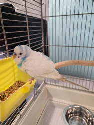 Budgie