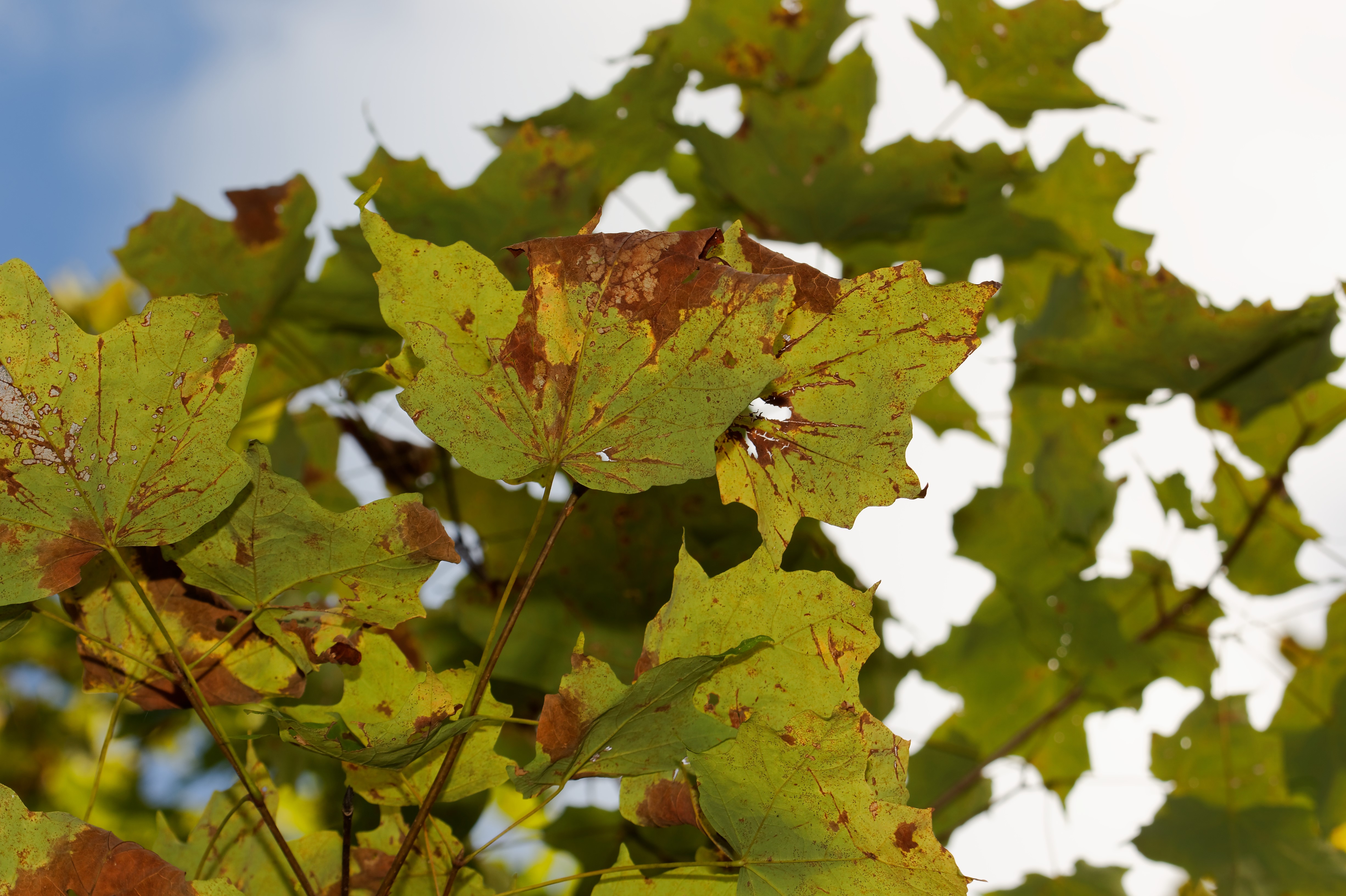 Anthracnose diseased infected Maple leaves