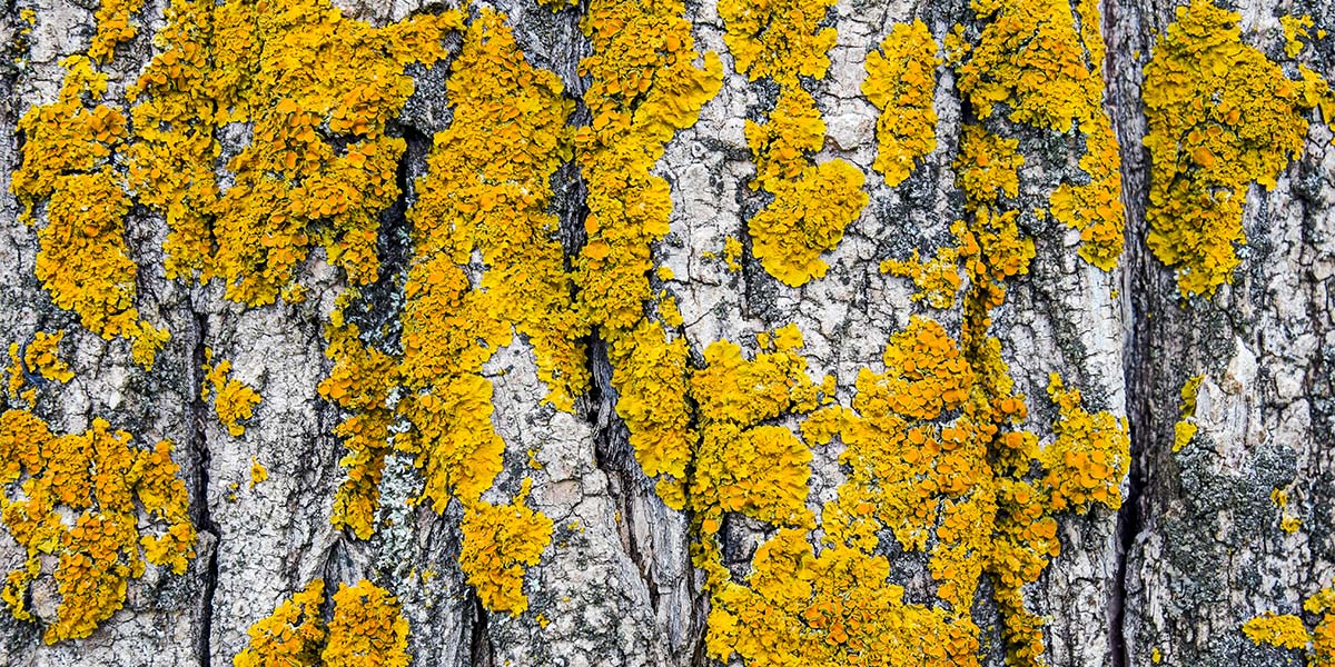 lichen