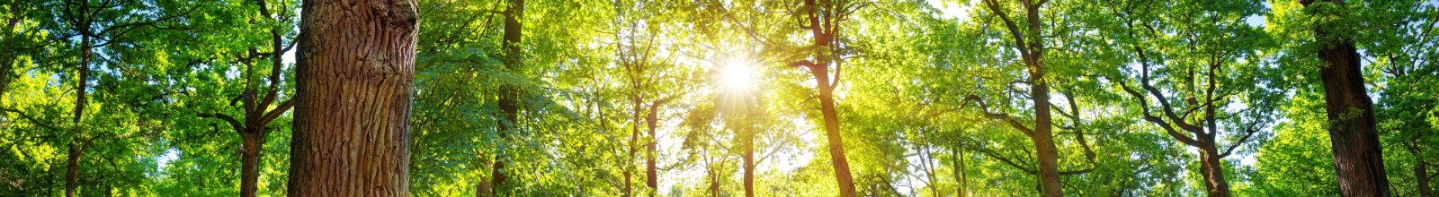 Sun shining through trees.