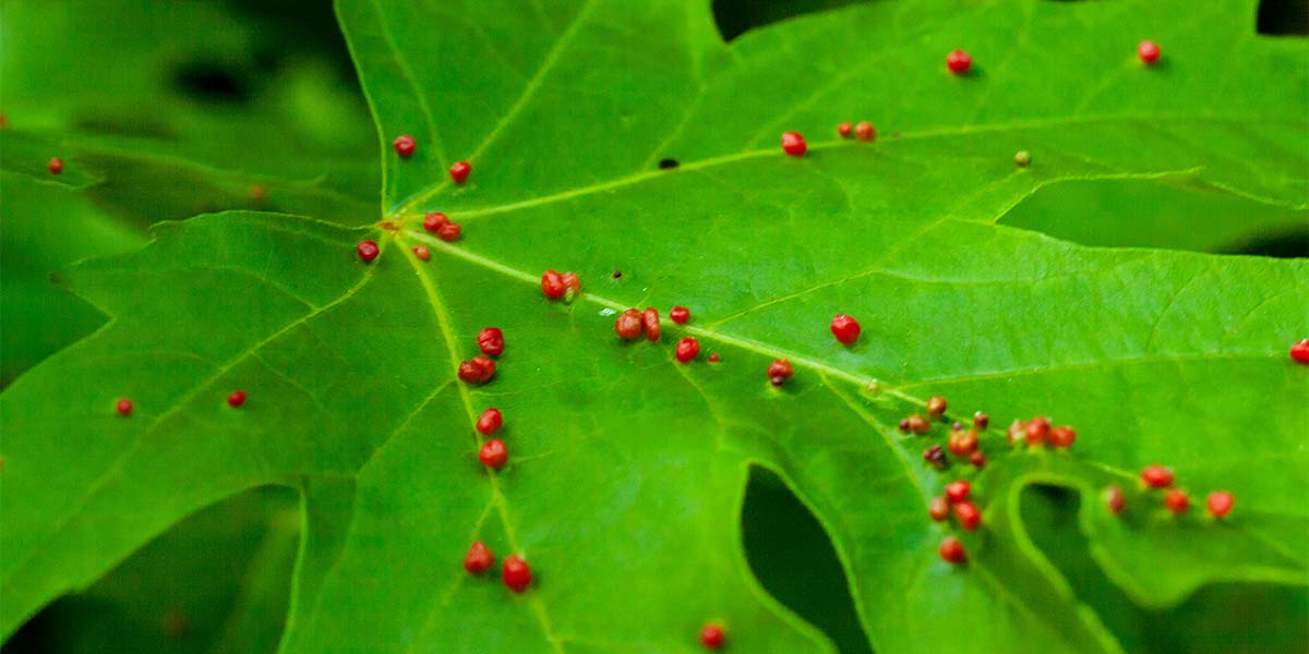 Maple Bladdergall Mite