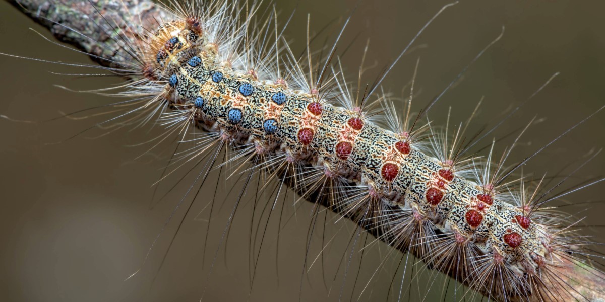 A spongy moth on a tree