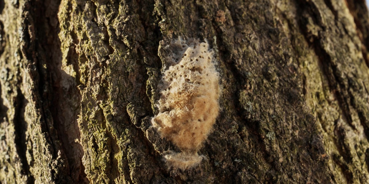 Spongy Moth egg sac on a tree