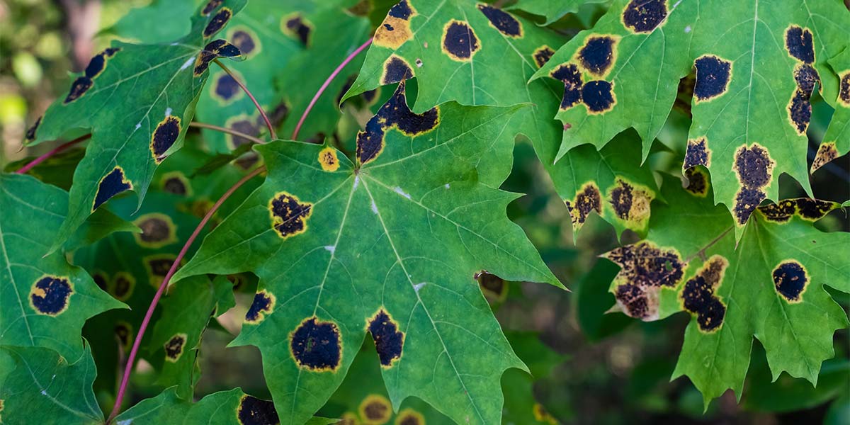 Tar Spot