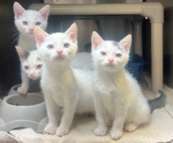 kitten for adoption