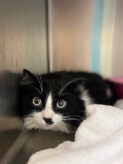 cat for adoption