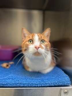 cat for adoption