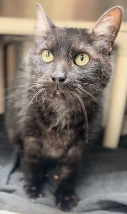 cat for adoption