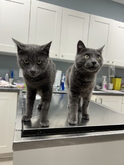 kitten for adoption