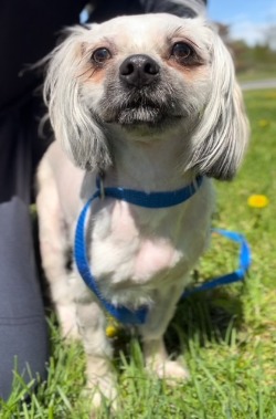 dog for adoption