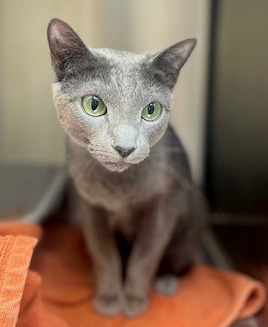 cat for adoption