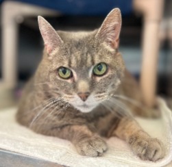 cat for adoption