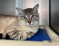 cat for adoption