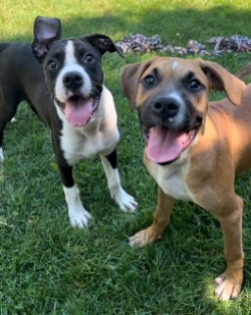 puppy for adoption