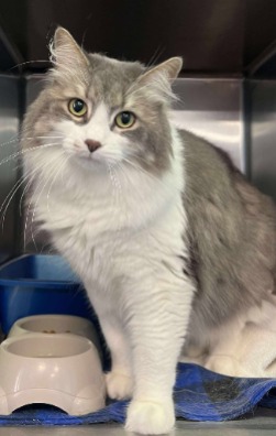 cat for adoption