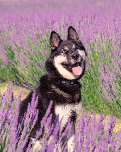 dog for adoption