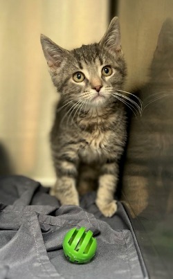 kitten for adoption