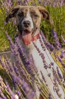 dog for adoption