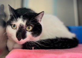 cat for adoption