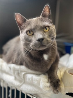 cat for adoption