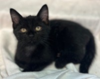 cat for adoption