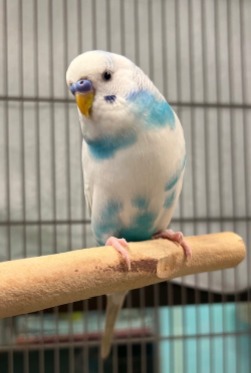 bird for adoption