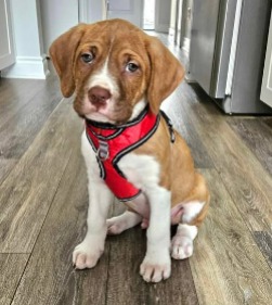 dog for adoption