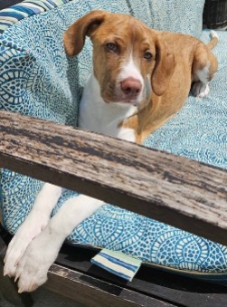 puppy for adoption 
