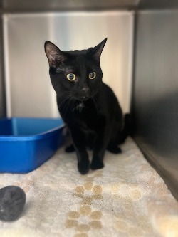 cat for adoption