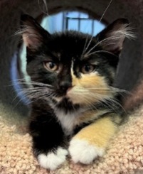 kitten for adoption