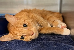 cat for adoption