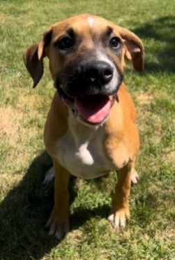 puppy for adoption