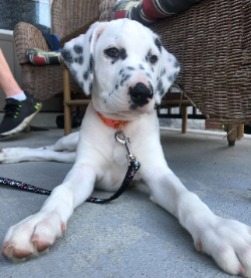 puppy for adoption