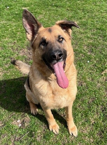 dog for adoption