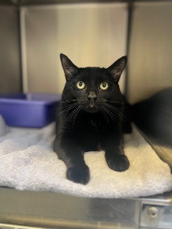 cat for adoption