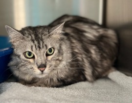 cat for adoption