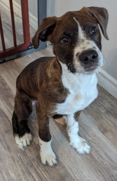 dog for adoption