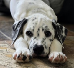 puppy for adoption 