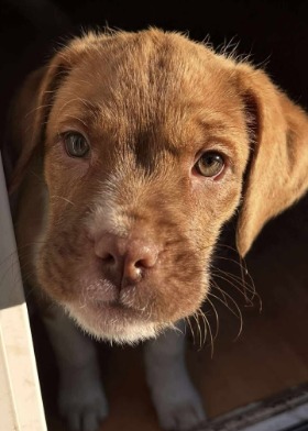 puppy for adoption