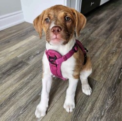 puppy for adoption