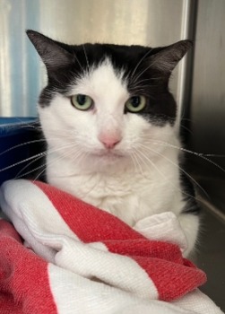 cat for adoption