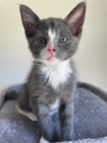 kitten for adoption