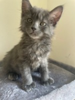 kitten for adoption