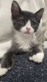 kitten for adoption