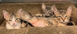 kitten for adoption