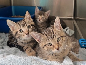 cat for adoption